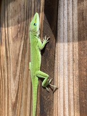 Anolis carolinensis