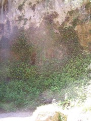 Pinguicula caussensis