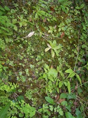 Pinguicula caussensis