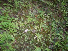 Pinguicula caussensis