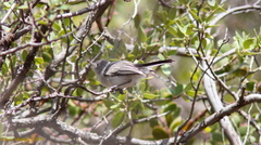 Polioptilidae