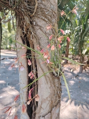 Encyclia bractescens, photograph (c) josebarrientos, some rights reserved (CC BY)