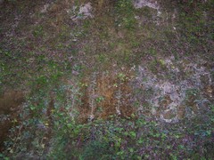 Pinguicula caussensis