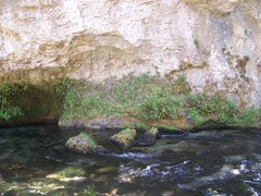 Pinguicula caussensis