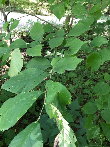 iNaturalist observation photo of Giant Ichneumonid Wasps