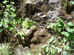 Pinguicula caussensis