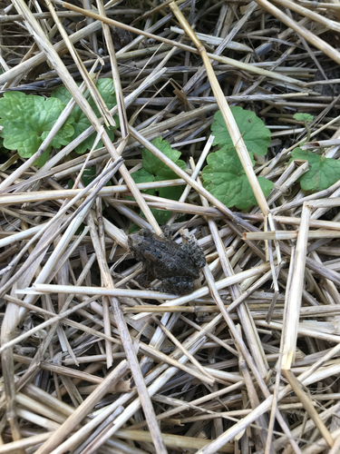 iNaturalist observation photo of North American Toads