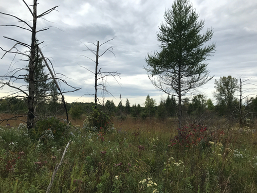 iNaturalist observation photo of tamarack