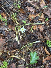 Zephyranthes atamasco, photograph author not stated, no rights reserved
