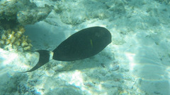 Acanthurus nigricauda
