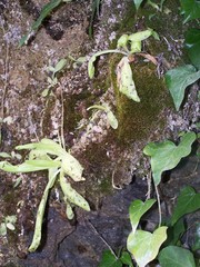 Pinguicula caussensis