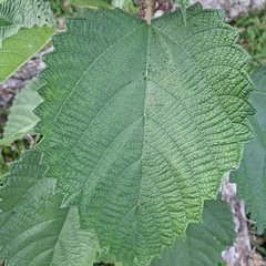 Urera baccifera, photograph (c) Patrícia Mees, some rights reserved (CC BY)