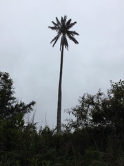 Ceroxylon quindiuense
