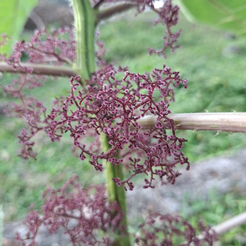 Urera baccifera, photograph 3