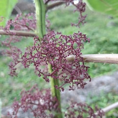 Urera baccifera, photograph (c) Patrícia Mees, some rights reserved (CC BY)