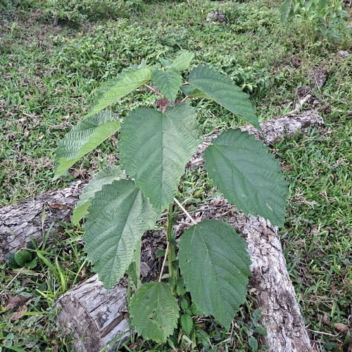 Urera baccifera, photograph 4