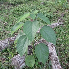 Urera baccifera, photograph (c) Patrícia Mees, some rights reserved (CC BY)