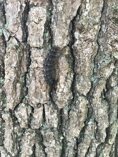iNaturalist observation photo of Spongy Moth