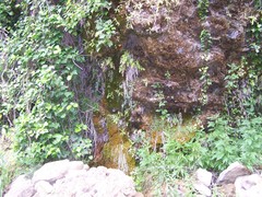 Pinguicula caussensis