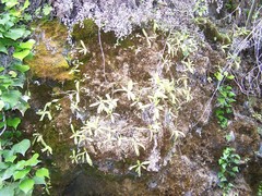 Pinguicula caussensis