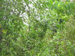 Basileuterus tristriatus
