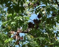 Pterocarpus acapulcensis
