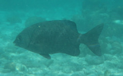 Kyphosus cinerascens