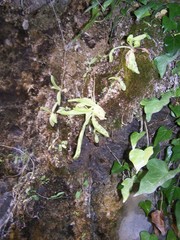 Pinguicula caussensis