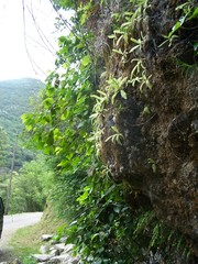 Pinguicula caussensis