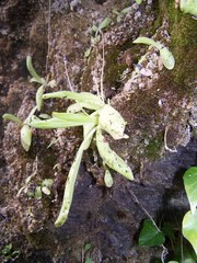 Pinguicula caussensis