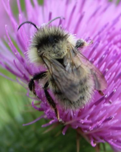 Sand-coloured Carder Bumble Bee