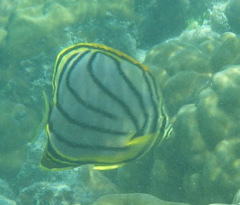 Chaetodon meyeri