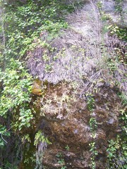 Pinguicula caussensis