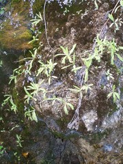 Pinguicula caussensis