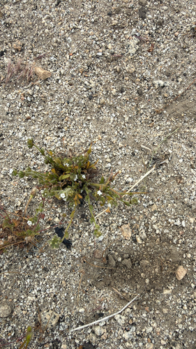 Plagiobothrys arizonicus, 2026-04-24