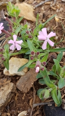 Silene caroliniana