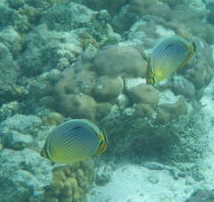 Chaetodon trifasciatus