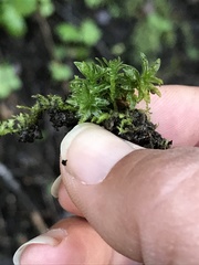 Atrichum selwynii