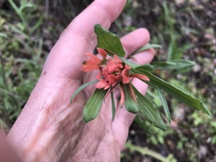 Castilleja affinis affinis