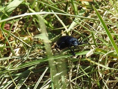 Timarcha tenebricosa