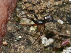 Cyclosa turbinata