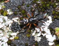Cyclosa turbinata