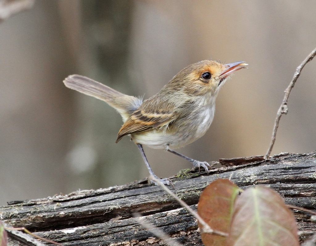 Fulvous-Faced Scrub Tyrant
