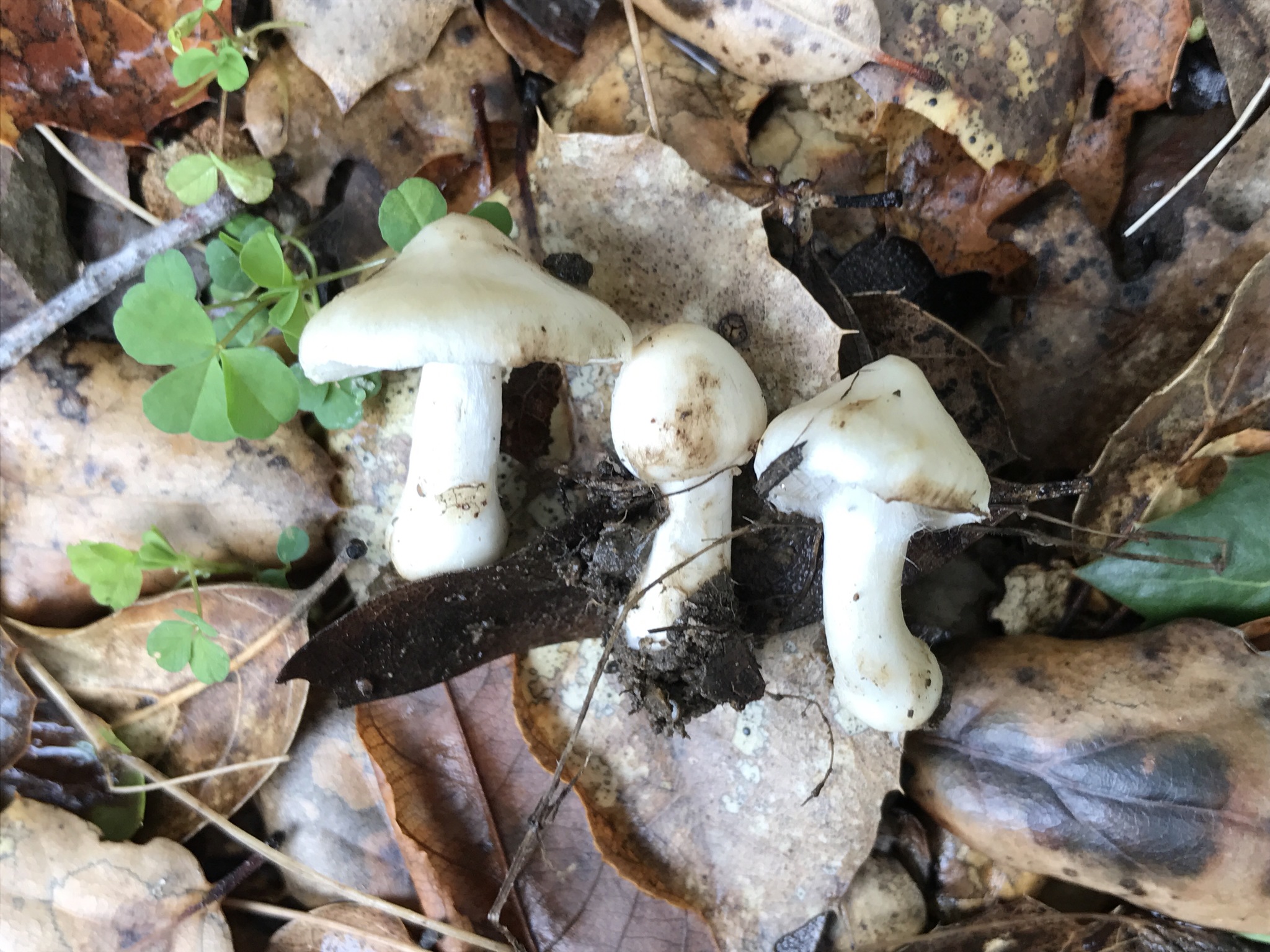 Inocybe geophylla image