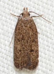 Glyphidocera juniperella