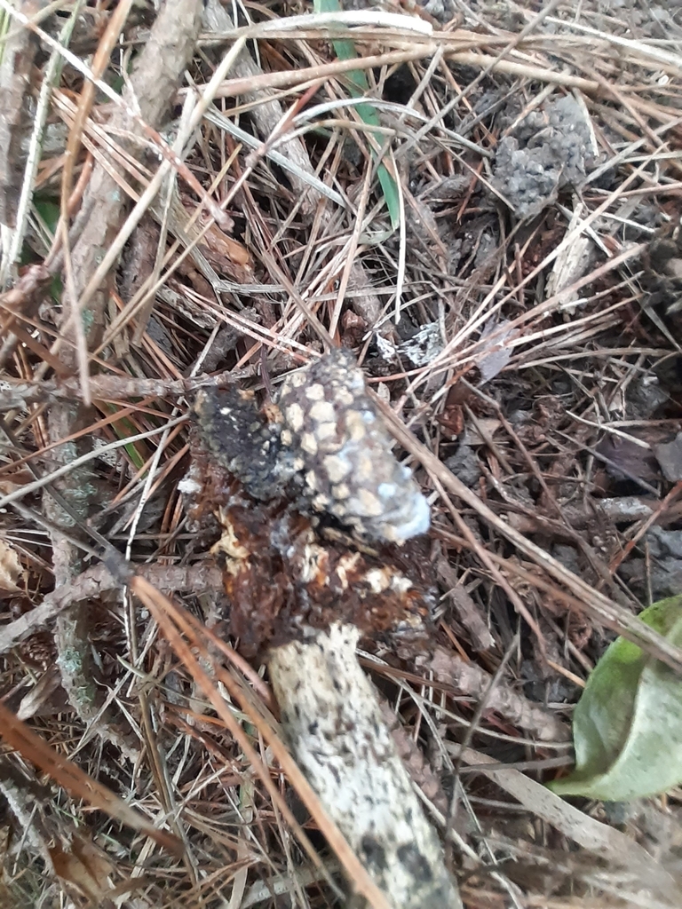 Amanita muscaria · April 2026 · photo: © eleanor_bissell (iNaturalist, cc-by)
