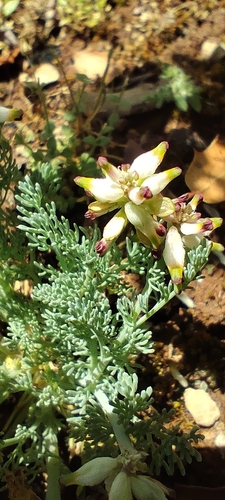 Spiked Fumitory