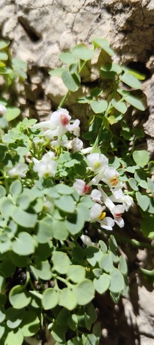 Sarcocapnos enneaphylla