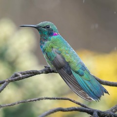 Colibri serrirostris