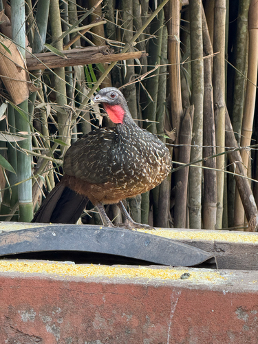 Dusky-legged Guan